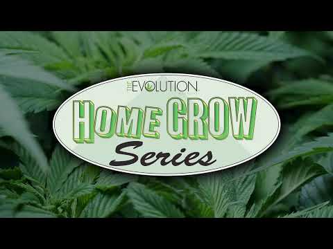 Stay @ Home Grow Series Danksgiving Hashtastic Extravaganza