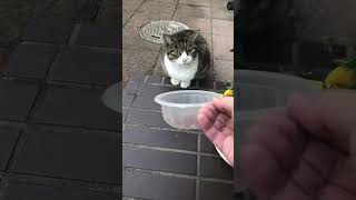 焦らしたら猫パンチされた#shorts #ショート