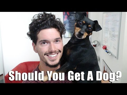 Should You Get A Dog? Benefits of Dog Ownership Video