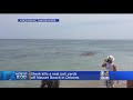 Shark Attacks Seal Near Surfers Off Cape Cod Beach