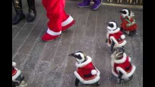 preview picture of video '펭귄 산타들의 겨울 나들이 - 에버랜드'