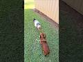 Face To Face How Funny Marley My Dachshund Interact With My Rooster Highlights