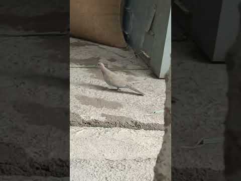 sparrow world #sparrow #birds #birdsounds #peacock #shorts #food #video #shortvideo #viral #share