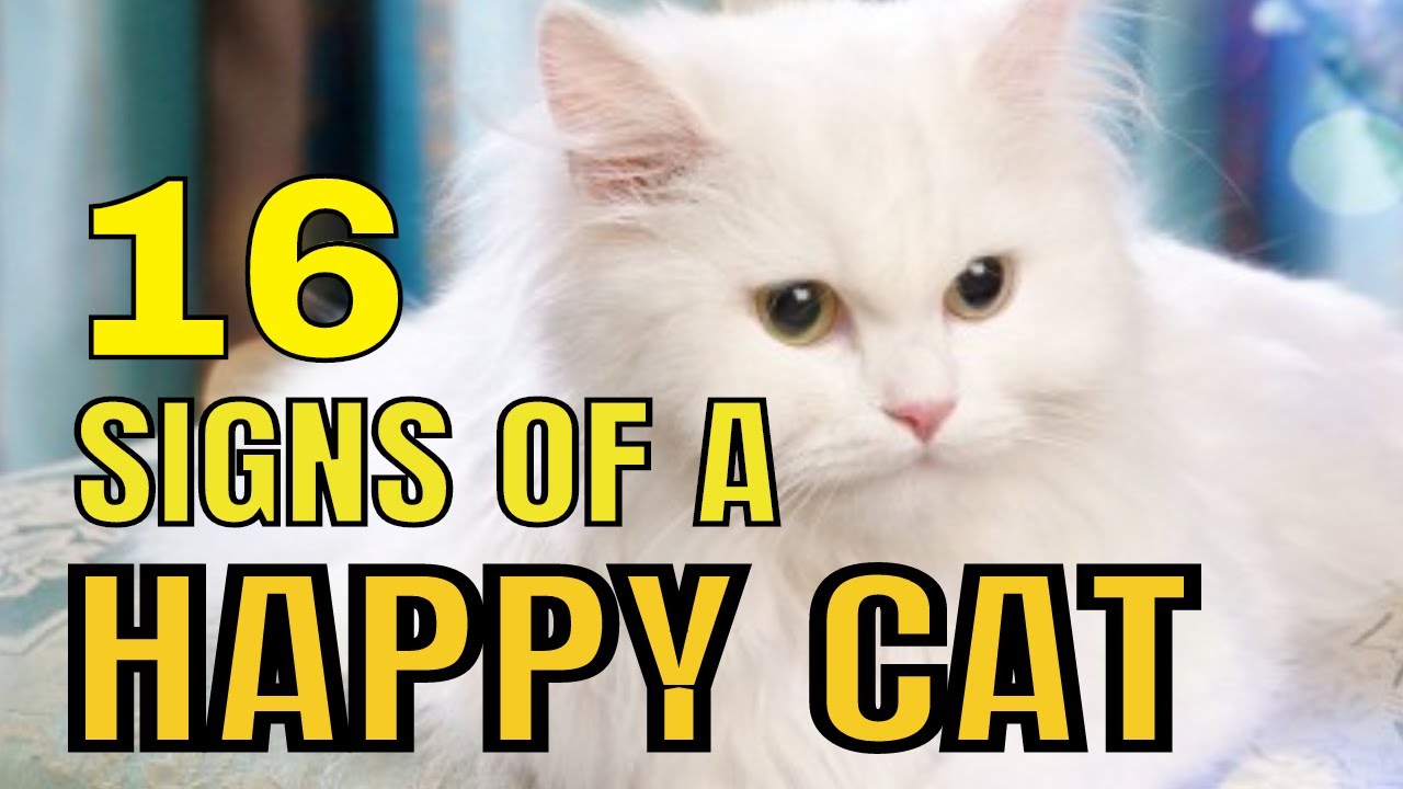 16 SIGNS OF A HAPPY CAT l Understanding your Cats Body Language l V-04