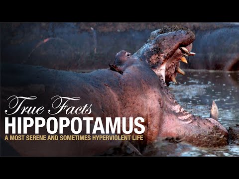 True Facts: Hippopotamus