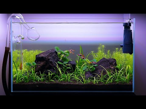 Waterbox Clear 16 Aquascape!