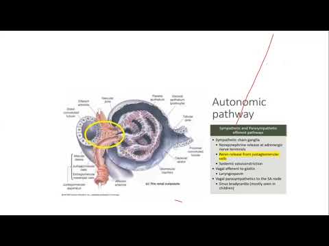 Stress response to Laryngoscopy
