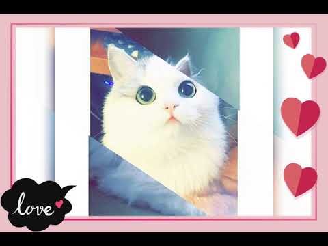 اجمل صور للقطط 😻😻⁦❤️⁩💋