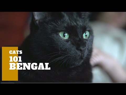 Bombay Cats 101 - Cat Breed And Personality