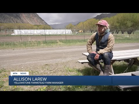 Young Montana farmers find unique solution to labor shortage: TikTok