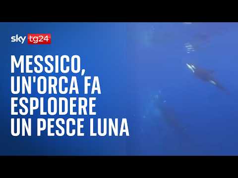 Messico, un'orca fa esplodere un pesce luna