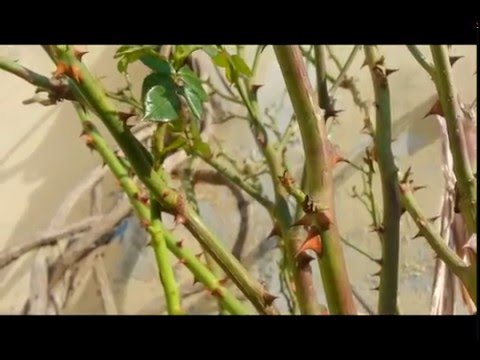 MNM: The Amazing Flowers - Marathonradio Medley 2016