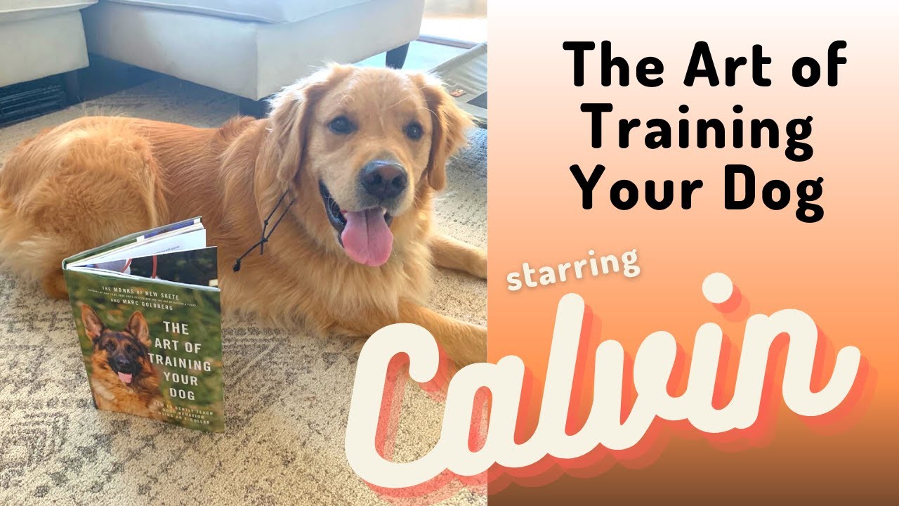 The Art of Training Your Dog - Day 1 - Lesson 1