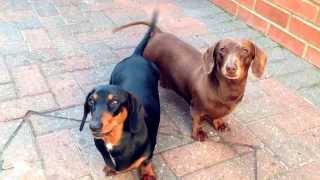 preview picture of video 'Playful dachshunds'