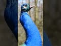 Mor Voice Peacock Call Peacock Tehuk Peacockrangoli