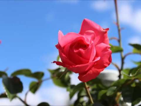 Quartett MundART: "Krasni majnik že razliva"