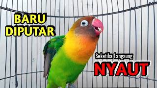 Download lagu Lovebird Ngekek Panjang JAGONYA Memancing BUNYI, BARU DIPUTAR Langsung NYAUT mp3 Download lagu Lovebird Ngekek Panjang JAGONYA Memancing BUNYI, BARU DIPUTAR Langsung NYAUT mp3