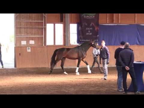 Dressurhengste Schleier | Quadrogold - Freilaufwettbewerb Wolfskehlen 2019