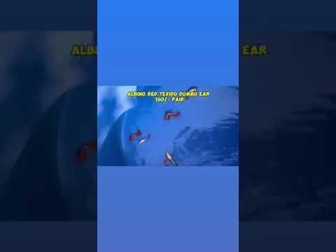 albino red tuxedo dumbo ear guppies#guppedanthamanasu #gupedantha #fish #aquarium #guppies #guppy