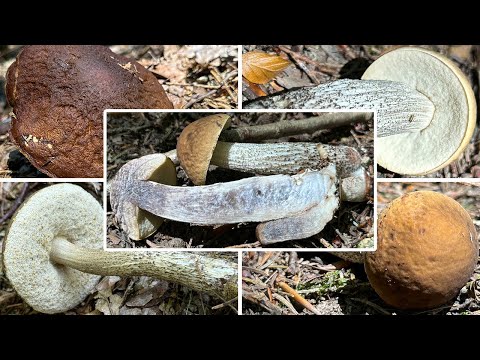 Hainbuchenraufuß Verwechslung | Hainbuchenraufußröhrling, Raufußröhrlinge, Leccinellum pseudoscabrum