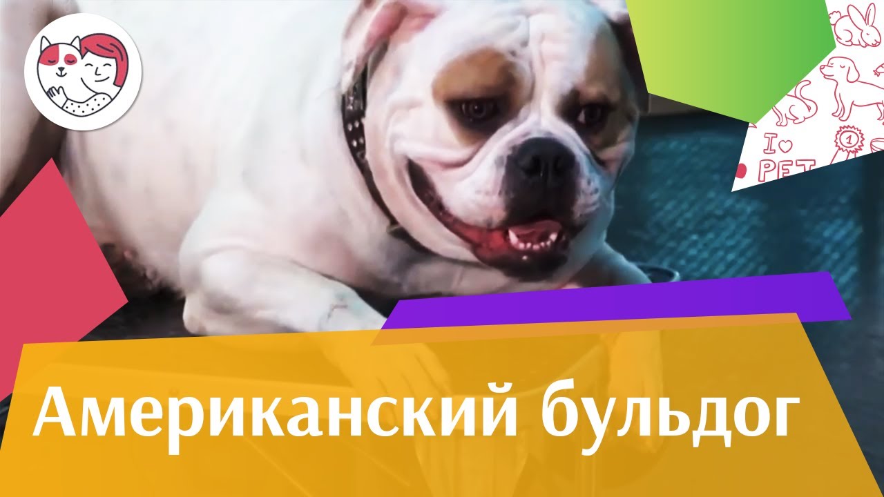 Американский бульдог О породе на iLikePet