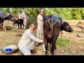 Buffalo First Baby Delivery Buffalo First Time Milking Cow Goat Milking First Day Mlik Recipe
