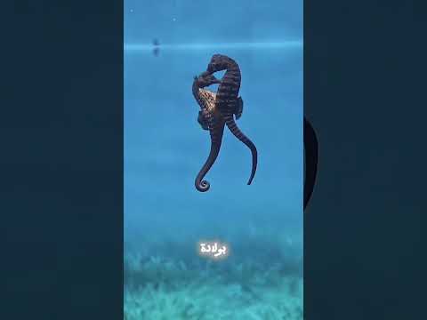 إليك 3 حيوانات ستصيبك تواريخ ولادتها بالذهول التام.😱