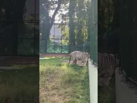 sarthana nature park | zoo | surat |tiger