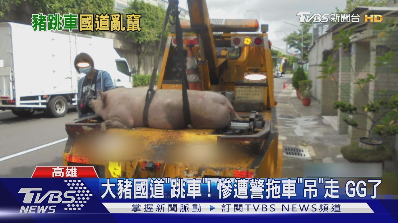 大豬國道「跳車」! 慘遭警拖車「吊」走GG了