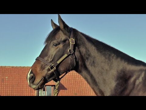 Ecurie des Monceaux at Arqana December