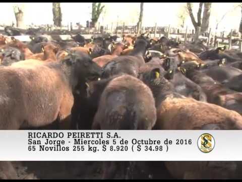 05-10-16 Venta de Machos - Ricardo Peiretti S.A. - San Jorge.