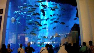 preview picture of video 'Taucher und Fische am Sea Life Center - Dubai Aquarium & Underwater Zoo der Dubai Mall'