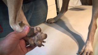 Bob&#39;s feet - Hard Pad Disease?