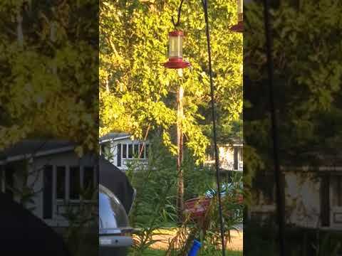 The rarest hummingbird