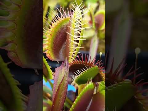 食虫植物のトリック