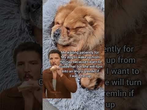 Pedro Pascal waiting patiently for Mishka to wake up