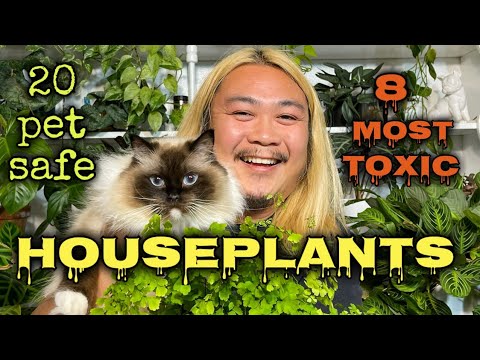 20 Pet Safe Houseplants and 8 of the Most Toxic Plants