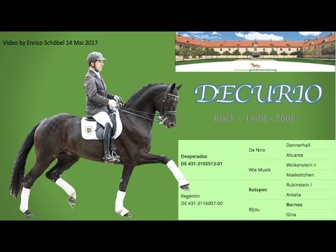 Decurio : Desperados X Rotspon - Full brother mother Toto JR