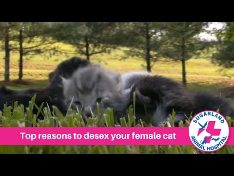 Top reasons to desex your female cat!