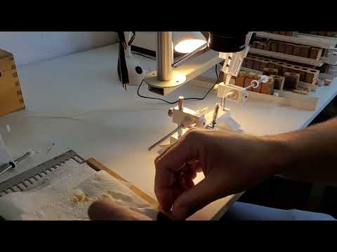 insemination of honey bee queen