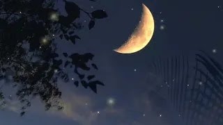 Forest sounds for relaxation - magical night atmosphere, fireflies, frogs, crickets