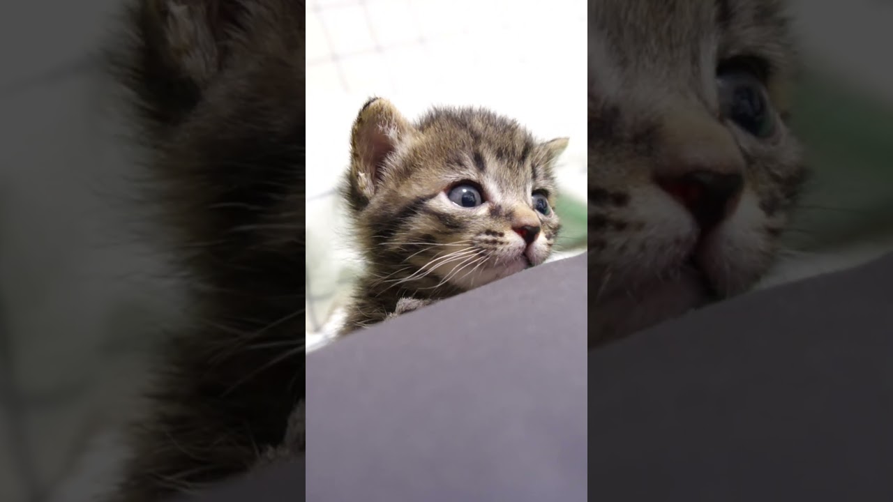 お膝に登ってごらん？【赤ちゃん猫　保護猫】 #kitten #cat #gatto #子猫 #好きな子猫 #子ネコ #猫のいる暮らし #エウレカねこ部 #meow