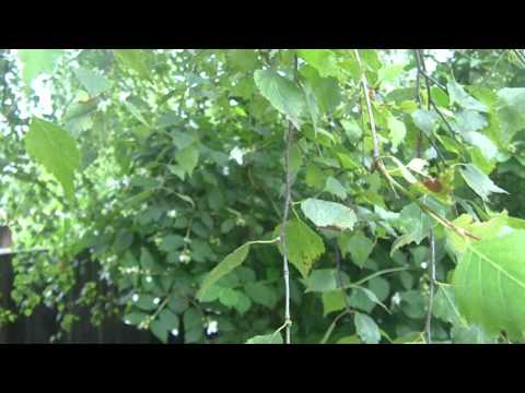 Moonbeam feat. J-Soul - Life Tree