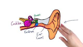 Parts of the ear - Intro to Psychology