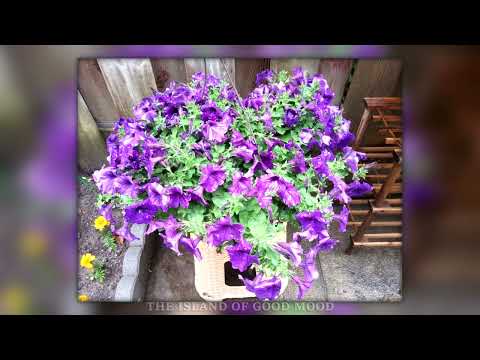 FLOWERS AFTER RAIN. Have you noticed how beautiful the flowers are after the rain?