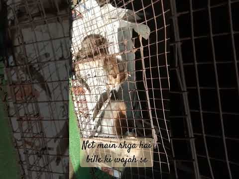 #kitten #catlover #cutecat