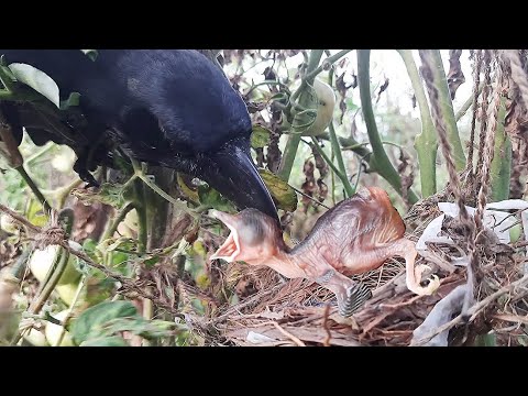 image-Do Crows eat Robins? 