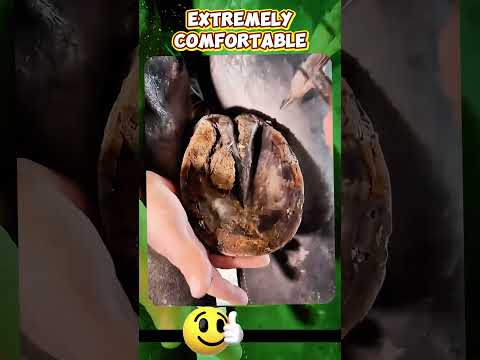 Immersive Horse Hoof Trimming #asmr #horse #relaxation #comfort