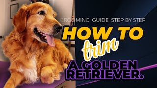 Grooming steps  How to trim a Golden Retriever.