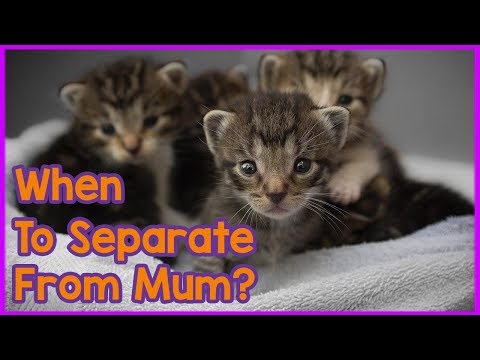 Separating Kittens from Mothers! When Can Your ... - YouTube